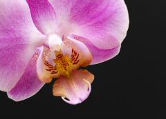 Orchid Up Close