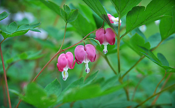 Bleeding Heart