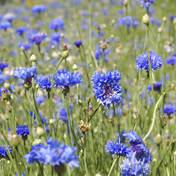 Fields of Blue