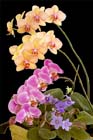 Orchids Plus